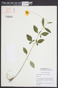 Coreopsis pubescens image