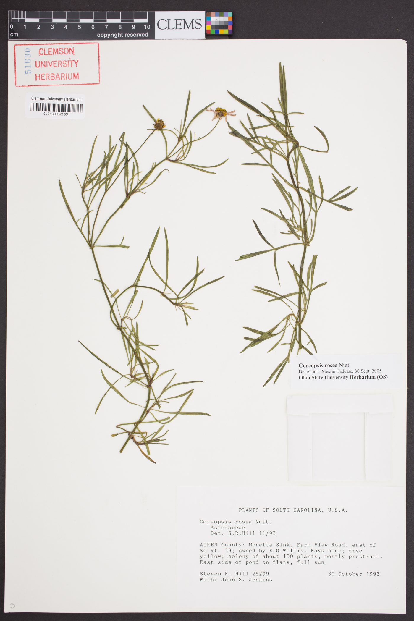 Coreopsis rosea image