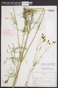 Coreopsis tinctoria image