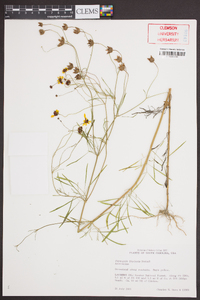 Coreopsis tinctoria image