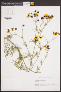 Coreopsis tinctoria image