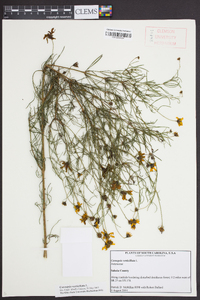 Coreopsis verticillata image