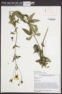 Coreopsis tripteris image