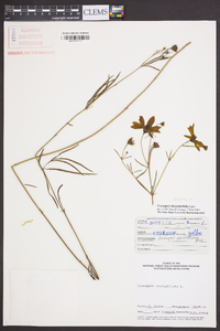 Coreopsis delphiniifolia image