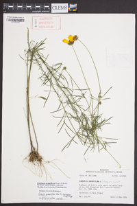 Coreopsis grandiflora image