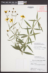 Coreopsis major image