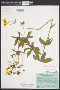 Coreopsis major image