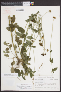 Coreopsis pubescens image