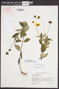 Coreopsis pubescens image