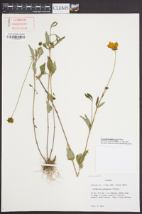 Coreopsis pubescens image