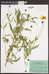 Coreopsis pubescens image