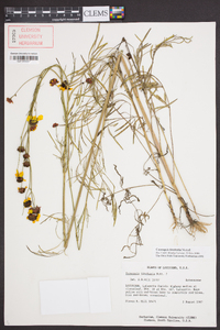 Coreopsis tinctoria image