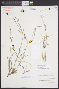 Coreopsis tinctoria image