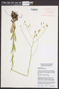 Crepis pulchra image