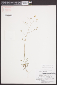 Croptilon divaricatum image