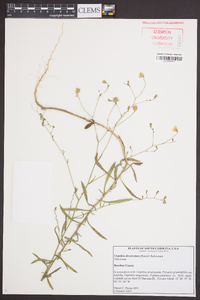 Croptilon divaricatum image