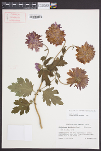 Image of Dendranthema morifolium