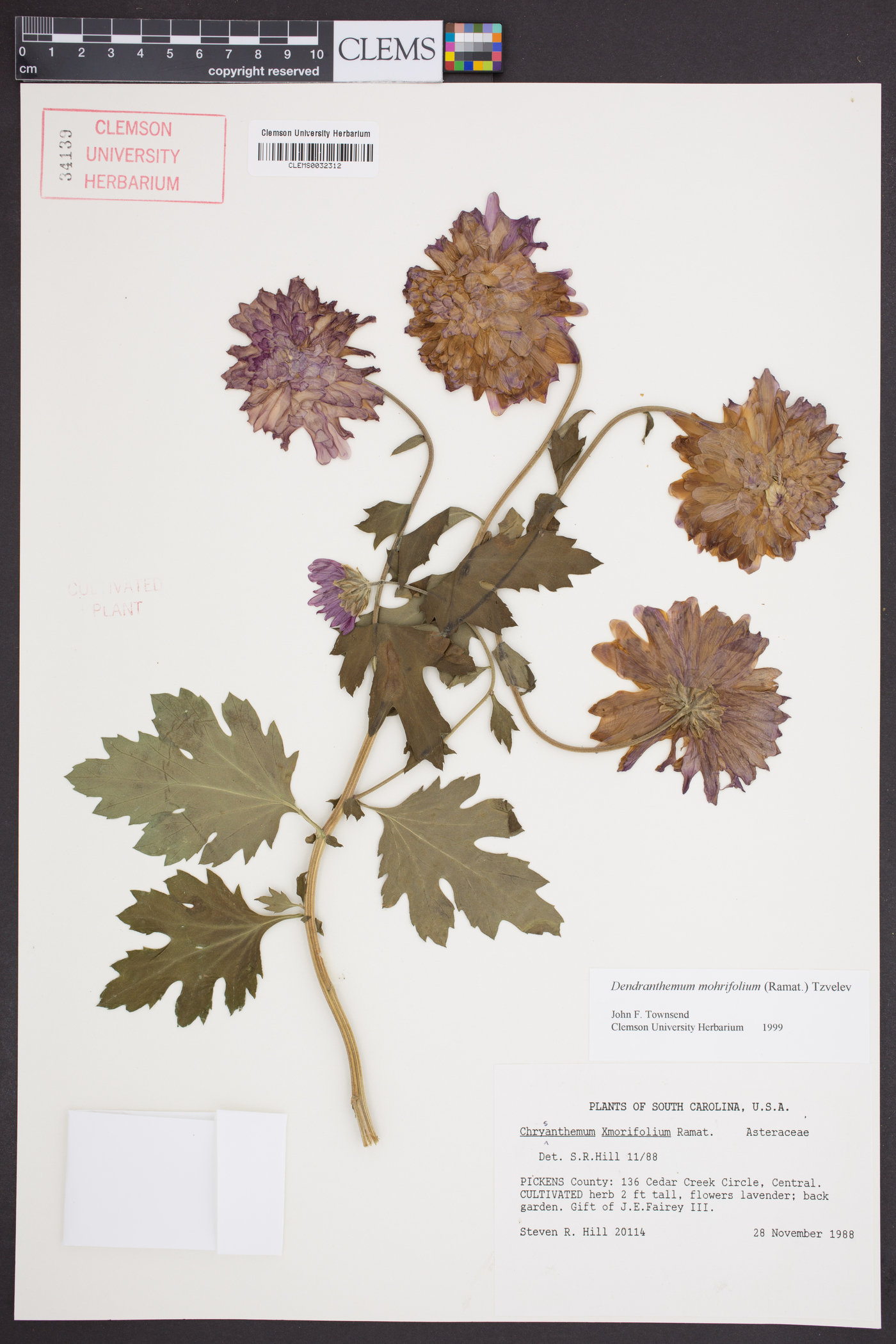 Dendranthema morifolium image