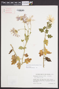 Dendranthema morifolium image