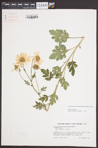 Dendranthema morifolium image
