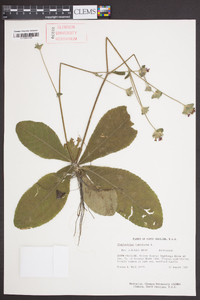 Elephantopus tomentosus image