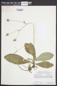 Elephantopus tomentosus image