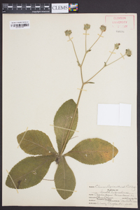 Elephantopus tomentosus image