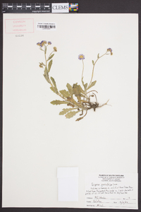 Erigeron quercifolius image