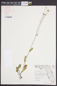 Erigeron quercifolius image