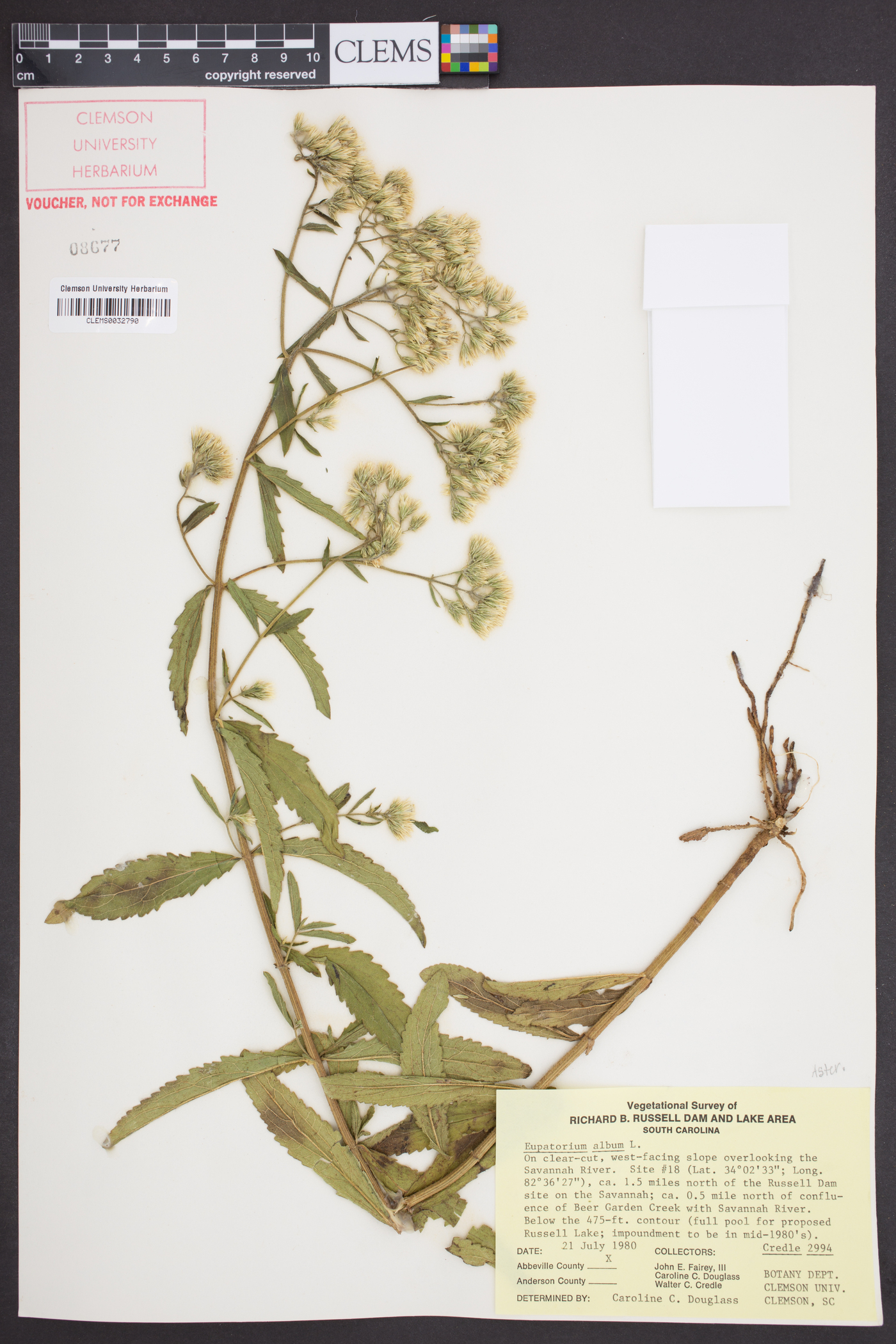 Eupatorium album image