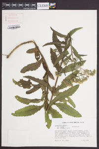 Eupatorium album image