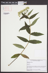 Eupatorium album image