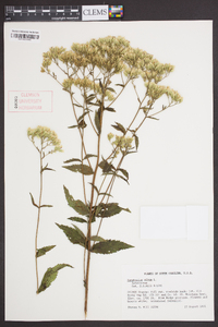 Eupatorium album image