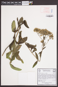 Eupatorium album var. album image