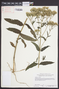 Eupatorium album image