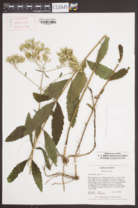 Eupatorium album image