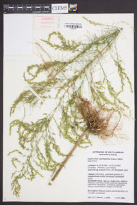Eupatorium capillifolium image