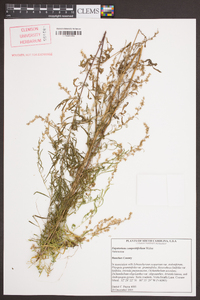 Eupatorium compositifolium image