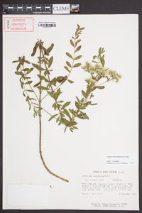 Eupatorium glaucescens image