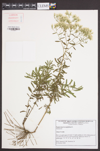 Eupatorium hyssopifolium image