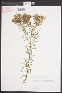 Eupatorium hyssopifolium image