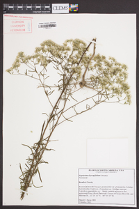 Eupatorium hyssopifolium image