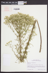 Eupatorium hyssopifolium image