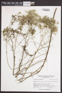 Eupatorium hyssopifolium image