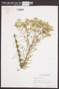 Eupatorium hyssopifolium image