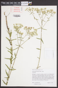 Eupatorium leucolepis image