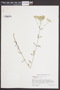 Eupatorium leucolepis image