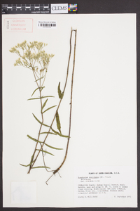 Eupatorium leucolepis image