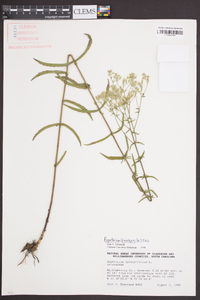 Eupatorium leucolepis image