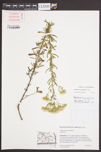 Eupatorium linearifolium image